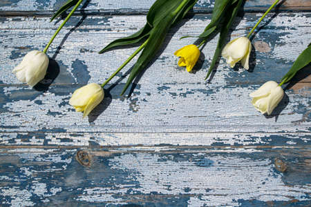 Bouquet of white and yellow tulips on a wooden backgroundの写真素材