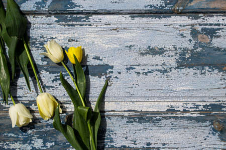 Tulip flowers on rustic wooden background with copy space.の写真素材