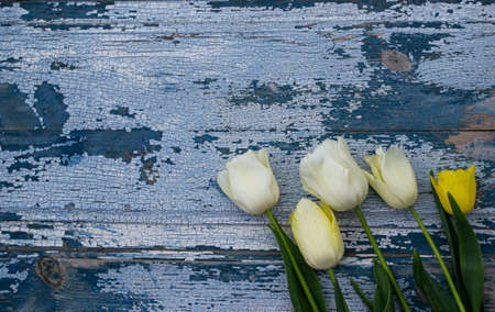 White and yellow tulips on blue wooden background. Top view.の写真素材