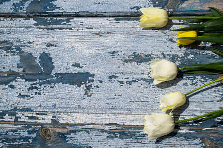 White tulips on a rustic wooden background with copyspaceの写真素材