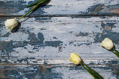 White tulips on a blue wooden background.の写真素材