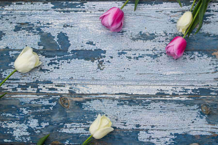 White and pink tulips on a blue wooden background with copy spaceの写真素材