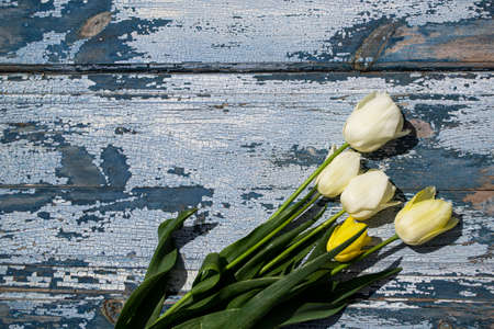 Bouquet of white and yellow tulips on a blue wooden backgroundの写真素材