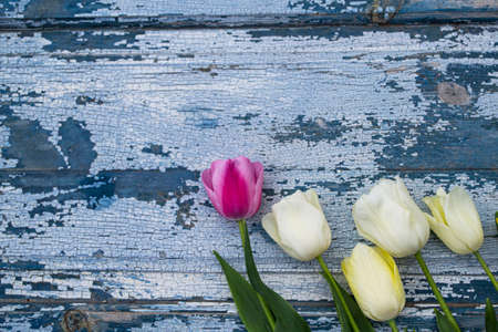 White and pink tulips on a blue wooden background, top viewの写真素材