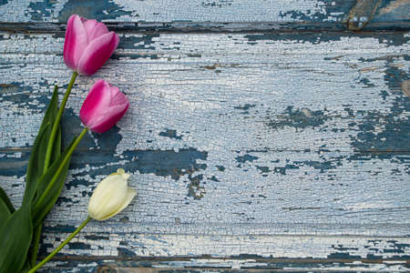 Tulips on a blue wooden background. Place for text.の写真素材