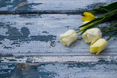 White tulips on a blue wooden background.の写真素材