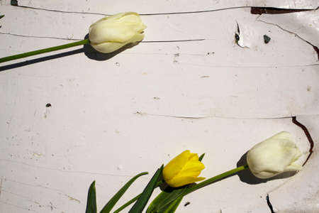 White and yellow tulips on a white wooden background. Place for text.の写真素材