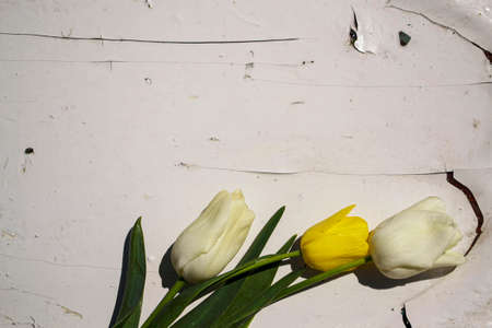 white and yellow tulips on a white background. High quality photoの写真素材