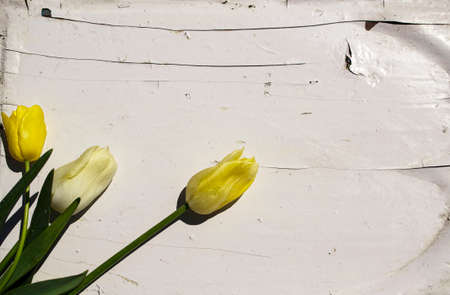 Yellow tulips on the background of a white wooden wall. Spring flowers.の写真素材