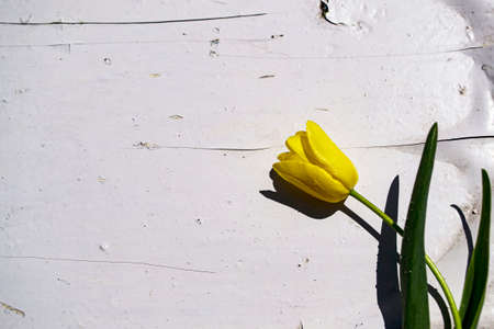 Yellow tulip on the background of an old wooden wall. Spring flowers.の写真素材