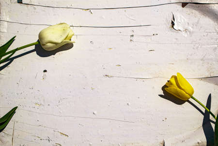 Tulips on the background of a white wooden wall in the gardenの写真素材
