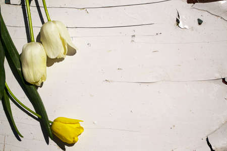 White and yellow tulips on a white wooden background. High quality photoの写真素材