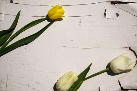 Yellow and white tulips on a white wooden background with space for text.の写真素材