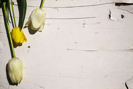Yellow and white tulips on a white wooden background. Copy space.の写真素材