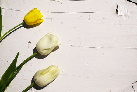 Three yellow tulips on a white wooden background. Copy space.の写真素材