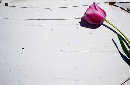 Pink tulip on a white wooden background. Place for text.の写真素材