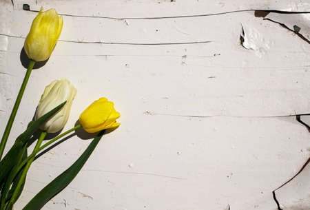 Yellow and white tulips on the background of a white wooden wallの写真素材