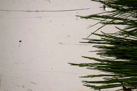 Green grass on a white wall. Background and texture for design.の写真素材