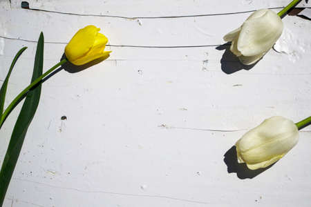 Three yellow tulips on a white wooden background. Spring flowers.の写真素材