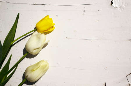 White and yellow tulips on a white wooden background. High quality photoの写真素材