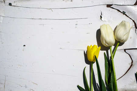 White and yellow tulips on a white wooden background. Copy space.の写真素材