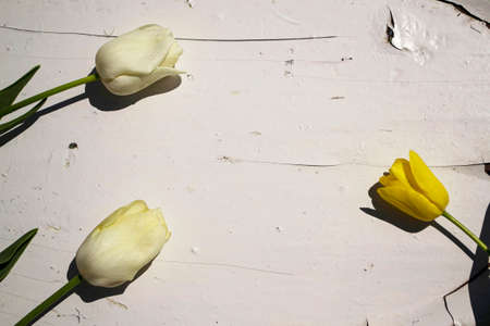 White tulips on a white wooden background. Copy space for text.の写真素材