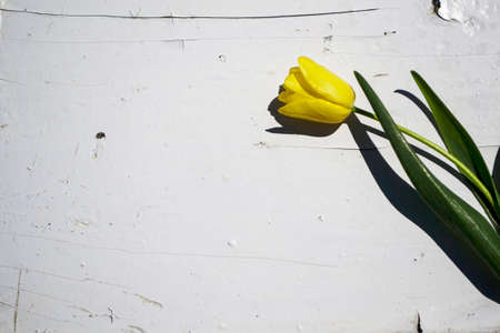 Yellow tulip on a white wooden background. Spring flowers. Copy space.の写真素材