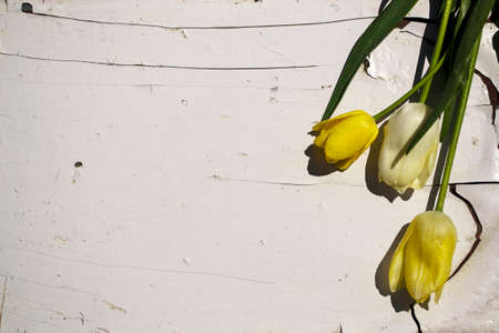Yellow tulips on a white wooden background. Place for text.の写真素材