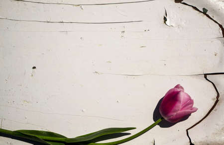 A single pink tulip on a wooden background with copy spaceの写真素材