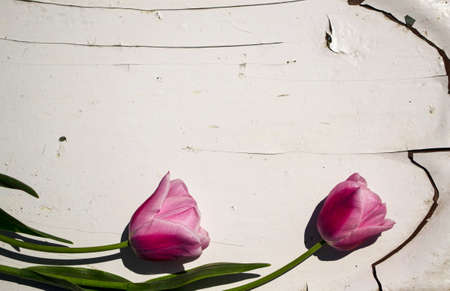 Pink tulips on a white wooden background. Place for text.の写真素材