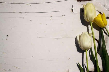 Tulips on the background of the old wooden wall. Selective focus.の写真素材