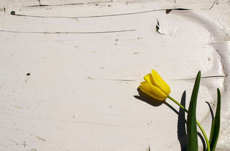 Yellow tulip on a white wooden background. The concept of spring.の写真素材