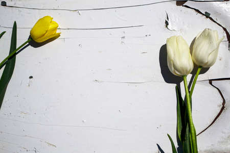 White and yellow tulips on a white wooden background. Copy space.の写真素材