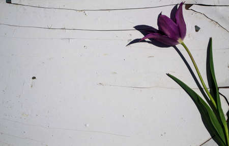 Purple tulip flower on a white wooden background. Space for text.の写真素材