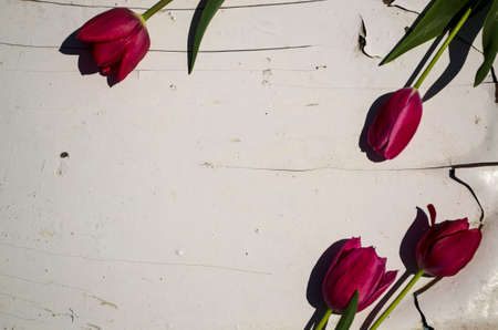 A bouquet of red tulips on a white wooden background.の写真素材