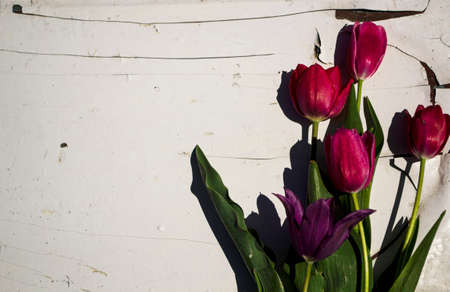 Bouquet of purple tulips against the background of a white wallの写真素材