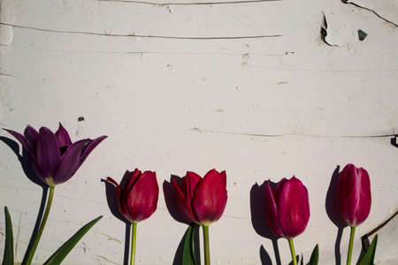 Purple tulips on the background of a white wall. High quality photoの写真素材