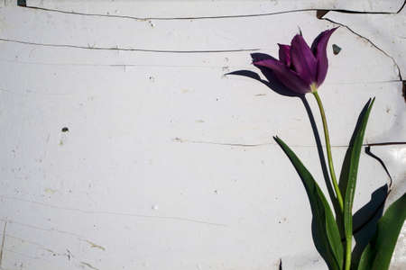 Purple tulip on white wooden background with space for text.の写真素材