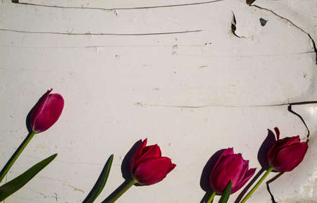 Red tulips on a white wooden background. Space for text.の写真素材
