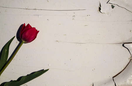 Red tulip on a white background with a place for text.の写真素材