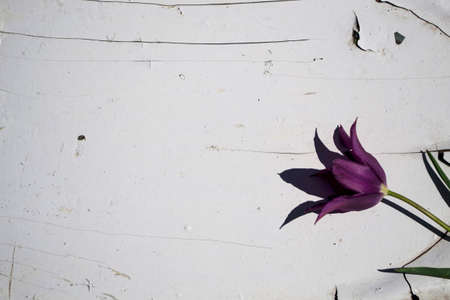 purple tulip on a white wooden background with space for textの写真素材