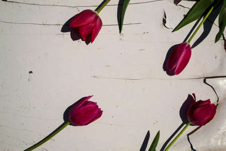 Tulips on a white background with space for text. High quality photoの写真素材