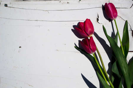 Tulips on a white wooden background. Copy space for text.の写真素材