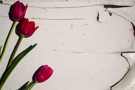 Tulips on the background of a wooden board. View from above.の写真素材