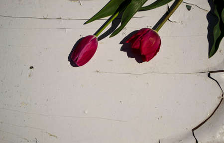 tulips. a bulbous spring-flowering plant of the lily family, with boldly colored cup-shaped flowers.の写真素材