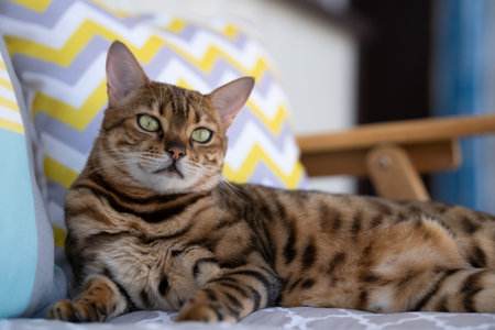 Bengal cat resting on a benchの写真素材