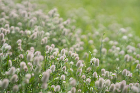 wild purple fluffy flowers