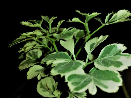 Leaves in Blackの写真素材