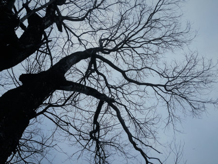 tree silhouette
