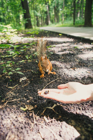 squirrel sits on the ground and eats a nutの写真素材